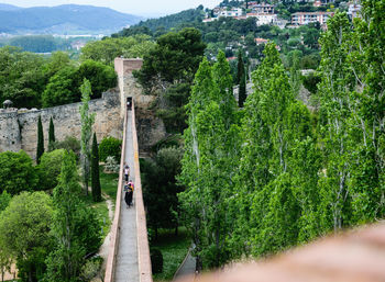 Panoramic view of trees on mountain