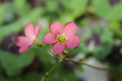 Close-up of pink flowers