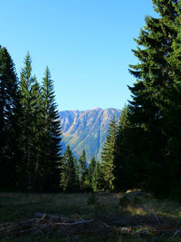 Scenic view of pine trees against clear sky