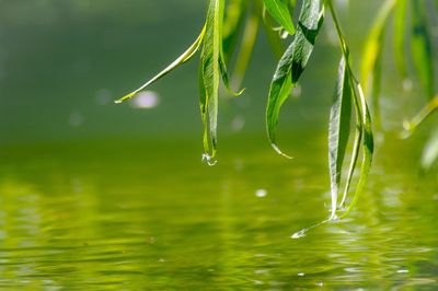Close-up of raindrops on plant