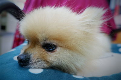 Close-up of dog looking away