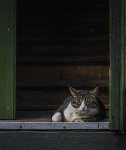 Portrait of cat sitting on wood