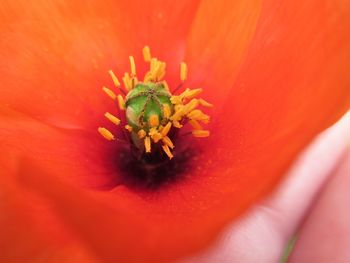 Extreme close-up of red flower