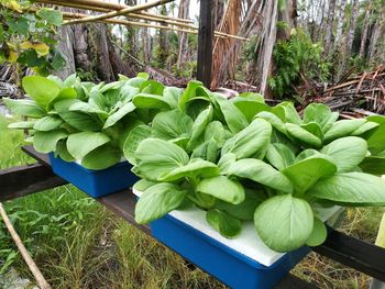 High angle view of plants