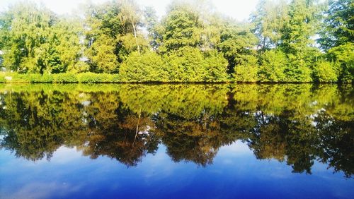 Reflection of tree on calm lake