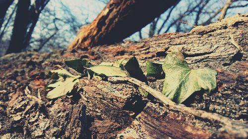 Close-up of leaves on tree trunk