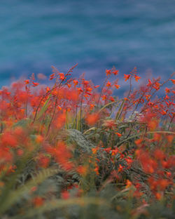 Close-up of red flowers against blurred background