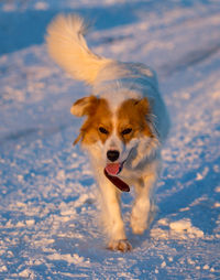 Portrait of dog in snow