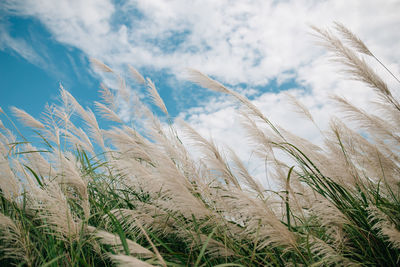 Low angle view of stalks in field against sky