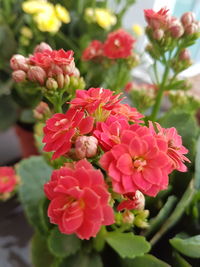 Close-up of pink flowers blooming outdoors