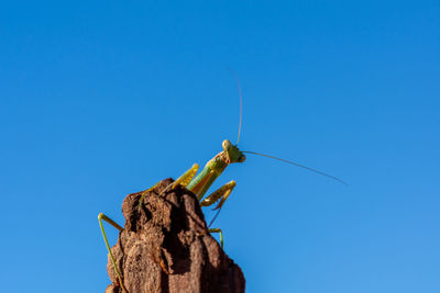 Low angle view of insect against blue sky