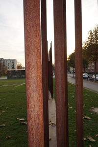 View of trees in the park