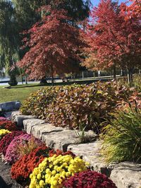 View of flowering plants in park during autumn