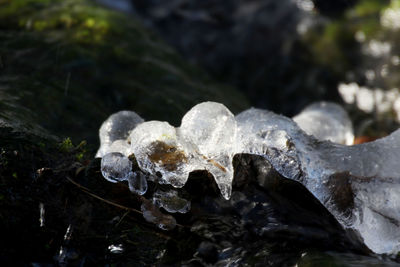 Close-up of wet ice on leaf