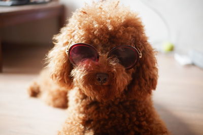 Close-up portrait of a dog