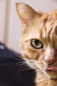 Close-up portrait of cat