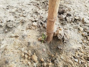 High angle view of dead tree on field