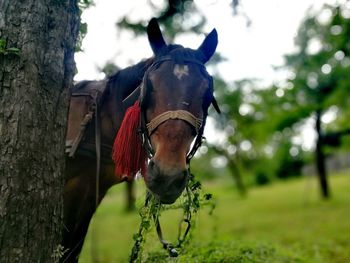 Close-up of horse against sky