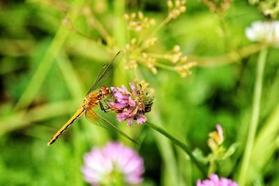 Close-up of butterfly pollinating on flower