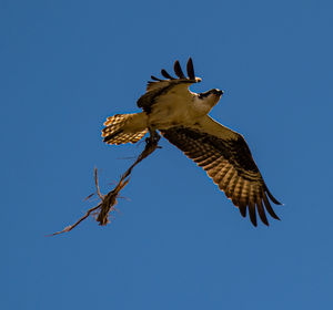 Low angle view of eagle flying against clear blue sky