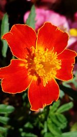 Close-up of flower blooming outdoors