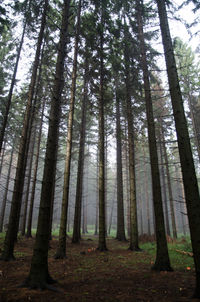 Low angle view of bamboo trees in forest
