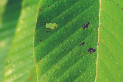 Close-up of insect on leaf