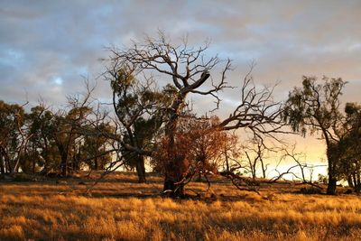 Trees on landscape against sky