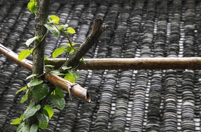Bamboos on tree against roof during monsoon