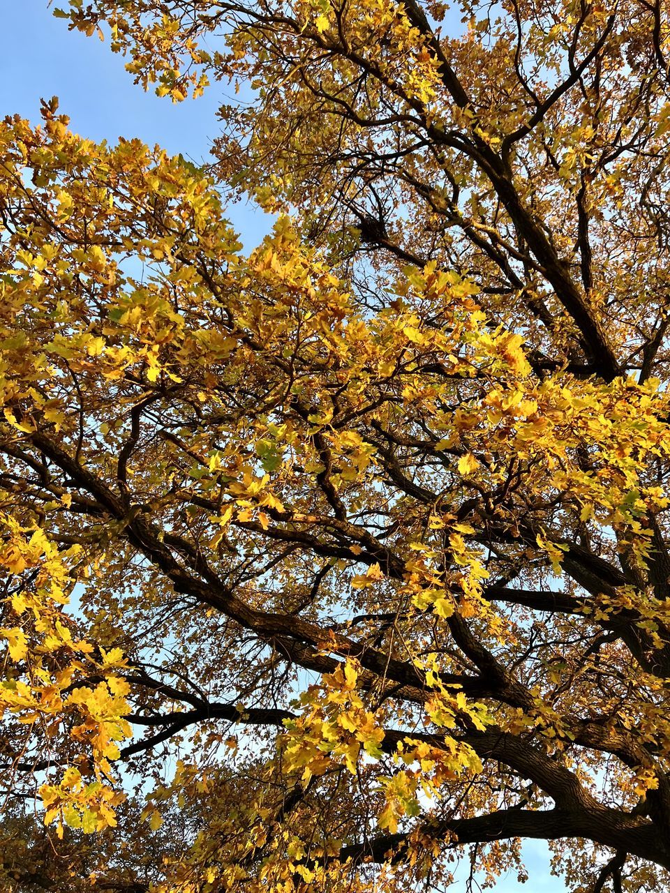 tree, plant, low angle view, autumn, beauty in nature, branch, nature, growth, yellow, no people, sky, day, leaf, tranquility, outdoors, sunlight, plant part, scenics - nature, backgrounds, orange color