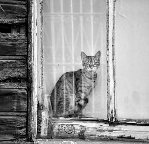 Portrait of cat sitting on window