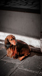 Close-up and portrait shot of dog in the street. 