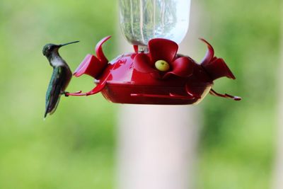 Close-up of hummingbird on a feeder