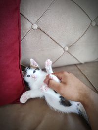 Low section of person holding white cat