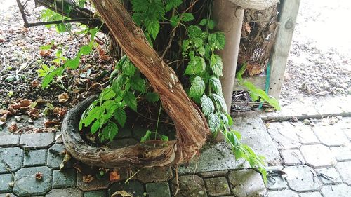 Close-up of ivy growing on tree