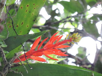 Close-up of leaves on tree