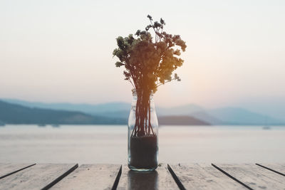 Tree by lake against sky during sunset