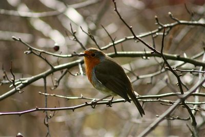 Bird perching on branch