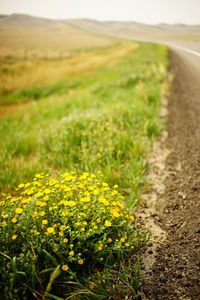 Yellow flowering plants growing on field