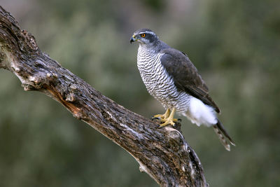 Close-up of eagle perching on tree