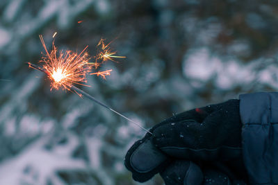 Close-up of insect on plant