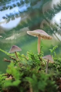 Close-up of mushroom growing in forest