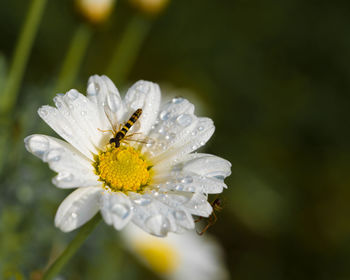 Close-up of insect on flower