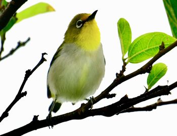 Low angle view of bird perching on tree