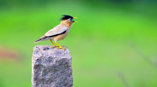 Close-up of bird perching on wooden post