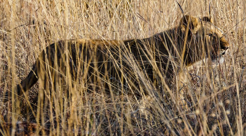 Lion cub hiding in long dry grass