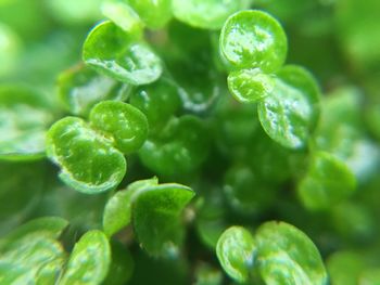 Macro shot of raindrops on leaves