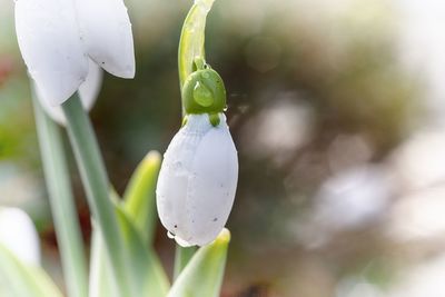 Close-up of white flowering plant