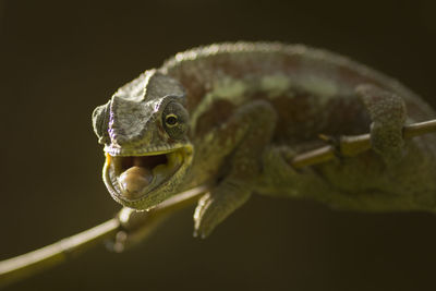 Close-up of frog