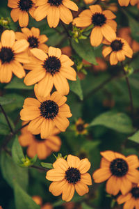 Close-up of yellow flowering plants